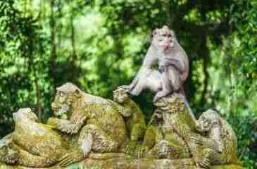 MONKEY FOREST day trip in Bali with Sahana Villas Seminyak